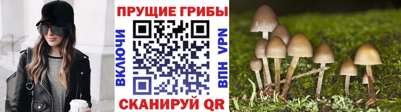 даркнет Telegram  Бийск  Псилоцибиновые грибы GOLDEN TEACHER 